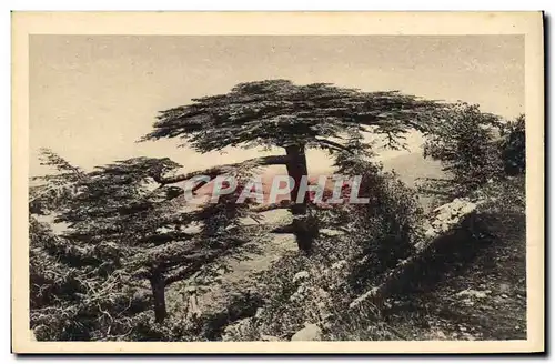 Ansichtskarte AK Arbre Algerie Foret de cedres