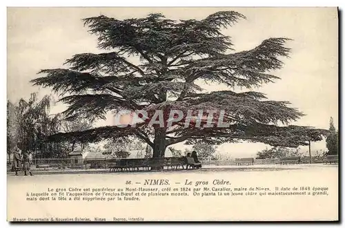 Ansichtskarte AK Arbre Nimes Le gros cedre