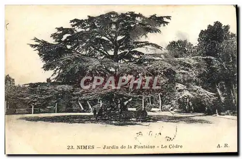Cartes postales Arbre Nimes Jardin de la fontaine Le cedre