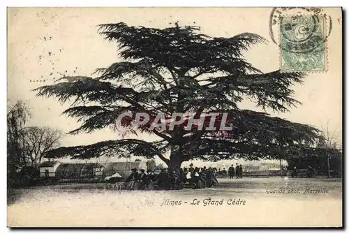 Cartes postales Arbre Nimes Le grand cedre