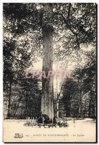 Cartes postales Arbre Foret de Fontainebleau Le Jupiter