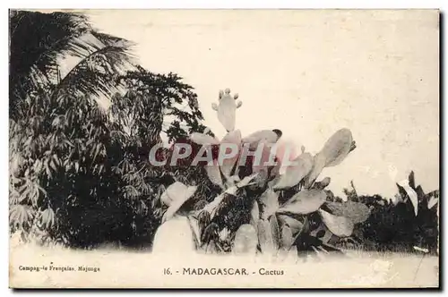 Ansichtskarte AK Fleurs Madagascar Cactus