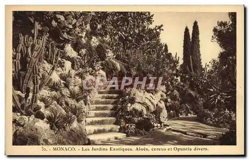 Cartes postales Fleurs Monaco Les jardins exotiques Aloes cereus et Opuntia divers