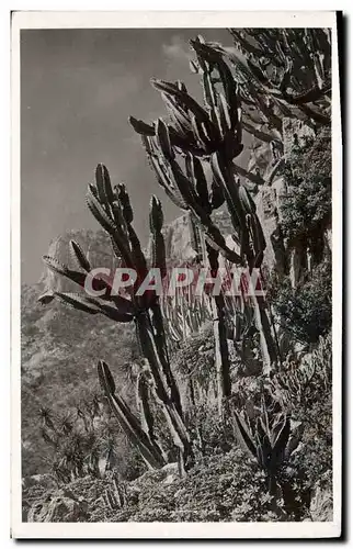 Cartes postales moderne Fleurs Jardin exotique de Monaco Euphorbia Neutra et divers