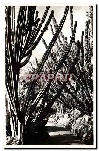 Cartes postales moderne Fleurs Les jardins exotiques Cereus validus Monstruosus