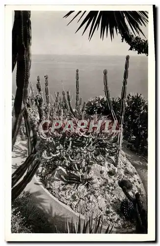 Cartes postales moderne Fleurs Jardin exotique de Monaco Groupe de Cereus Geometrisans Agaves Cereus et Opuntis divers