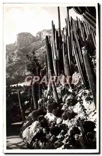 Cartes postales moderne Fleurs Monaco Les jardins exotiques Echinocactus et Cereus divers Monaco