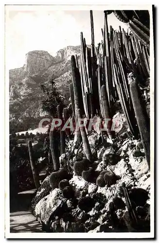 Moderne Karte Fleurs Monaco Les jardins exotiques Echinocactus et Cereus divers Monaco