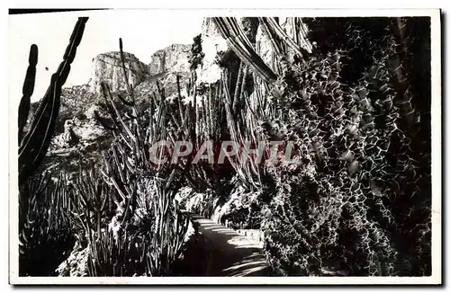 Ansichtskarte AK Fleurs Monaco Les jardins exotiques Euphrbes et Cereus divers