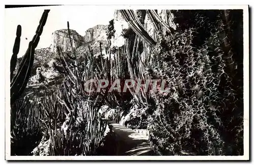 Cartes postales Fleurs Monaco Les jardins exotiques Euphrbes et Cereus divers