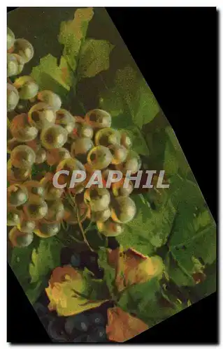 Cartes postales Fleurs Raisins