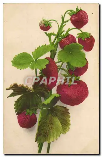 Ansichtskarte AK Fleurs Fraises