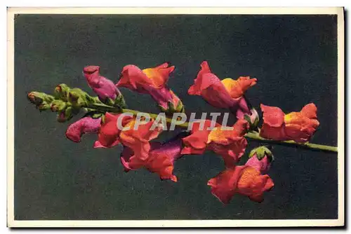 Cartes postales Fantaisie Fleurs Snapdragon