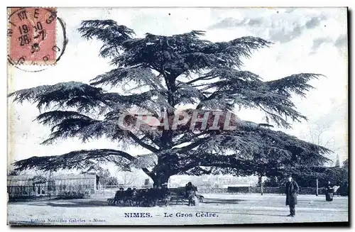 Cartes postales Arbre Nimes Le grand cedre