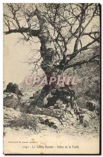 Cartes postales Arbre La Sainte Baume Arbre de la foret