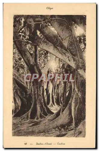 Cartes postales Arbre Alger Jardin d&#39essai