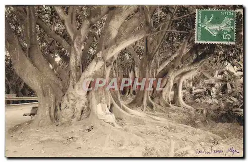 Cartes postales Arbre Alger