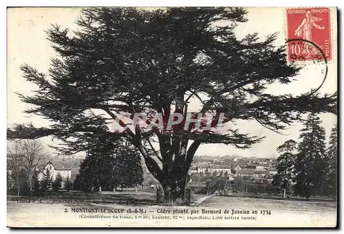 Cartes postales Arbre Montigny Lencoup Cedre plante par Bernard de Jussieu