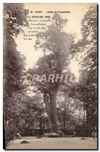 Cartes postales Arbre Dijon Jardin de l&#39arquebuse Le peuplier noir