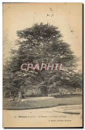 Ansichtskarte AK Arbre Rennes Le Thabor Le cedre du Liban