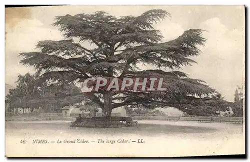 Cartes postales Arbre Nimes Le grand cedre