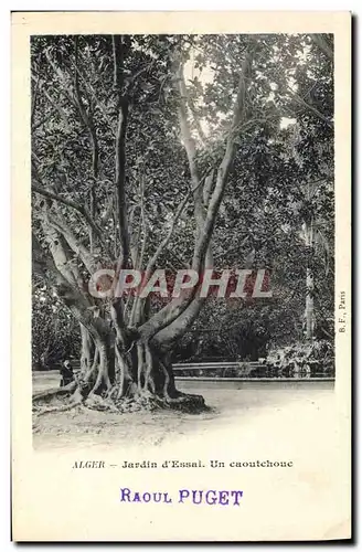 Cartes postales Arbre Alger Jardin d&#39essai Un caoutchouc