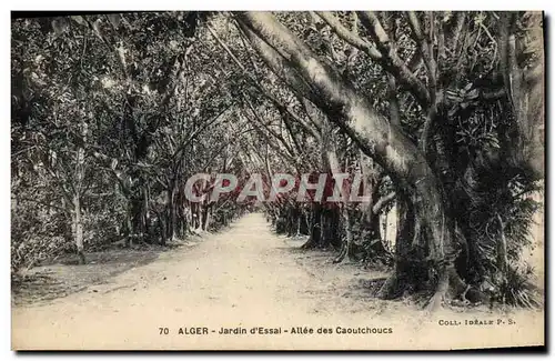Cartes postales Arbre Alger Jardin d&#39essai Allee des caoutchoucs