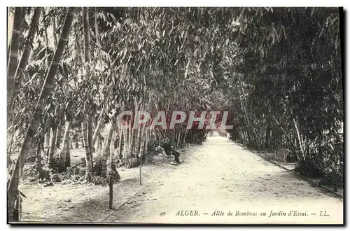 Ansichtskarte AK Arbre Alger Allee de bambous au jardin d&#39essai