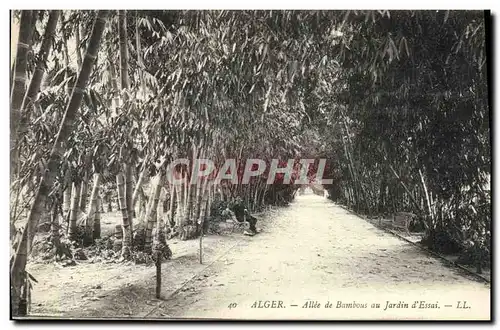 Cartes postales Arbre Alger Allee de bambous au jardin d&#39essai