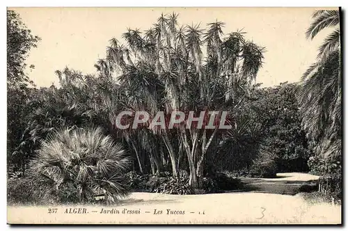 Ansichtskarte AK Arbre Alger Jardin d&#39essai Les Yuccas