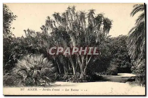 Cartes postales Arbre Alger Jardin d&#39essai Les Yuccas