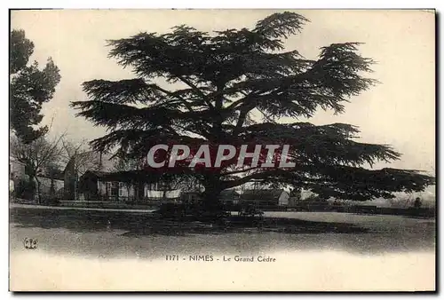 Cartes postales Arbre Nimes Le grand cedre