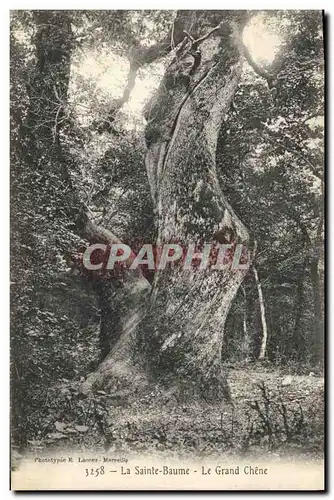 Cartes postales Arbre La Sainte Baume Le grand chene