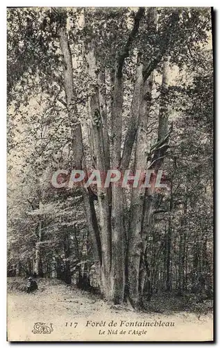 Ansichtskarte AK Arbre Foret de Fontainebleau le nid de l&#39aigle