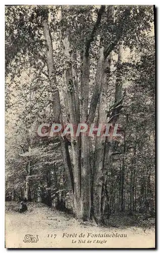 Cartes postales Arbre Foret de Fontainebleau le nid de l&#39aigle