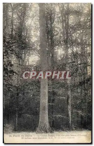 Cartes postales Arbre Foret de Berce Le chene Boppe