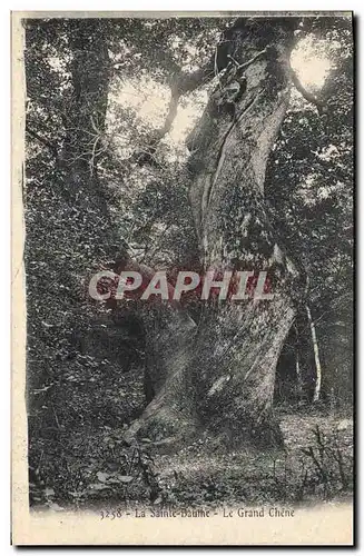 Cartes postales Arbre La Sainte Baume Le grand chene