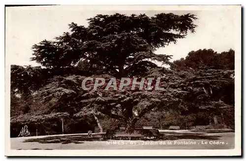 Ansichtskarte AK Arbre Nimes Le cedre Jardin de la fontaine