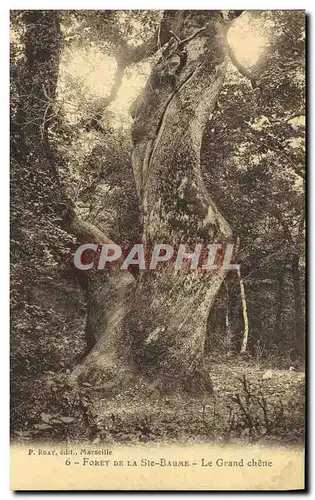 Cartes postales Arbre Foret de la Sainte Baume Le Grand chene