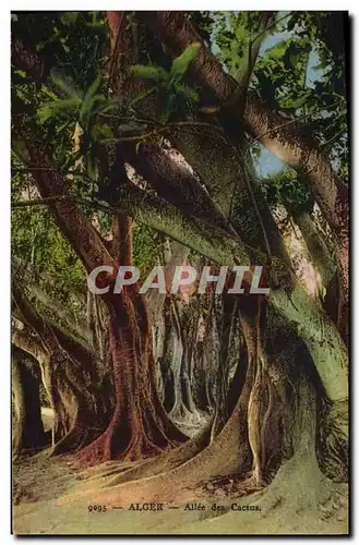 Cartes postales Arbre Alger Allee des cactus