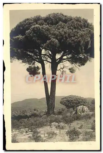 Cartes postales Arbre St Raphael