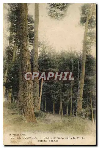 Cartes postales Arbre La Louvesc Une clairiere dans la foret Sapins geants