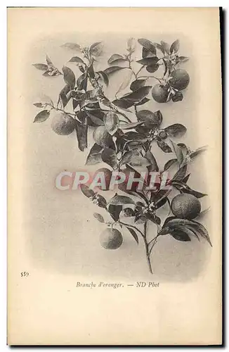 Cartes postales Fantaisie Fleurs Branche d&#39oranger