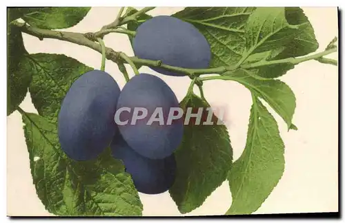 Cartes postales Fantaisie Fleurs Prunes