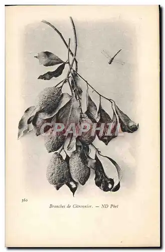 Cartes postales Fantaisie Fleurs Bracnhes de citronnier