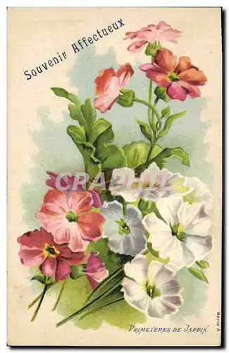 Cartes postales Fantaisie Fleurs Primeveres de jardin