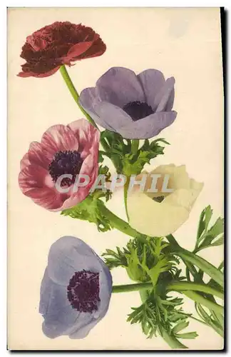 Cartes postales Fantaisie Fleurs