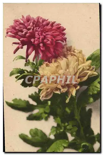 Cartes postales Fantaisie Fleurs