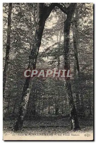 Cartes postales Arbre Foret de Fontainebleau Les freres Siamois