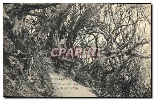 Cartes postales Arbre Madagascar Tananarive